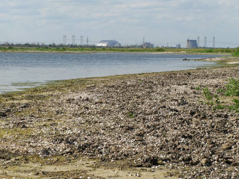 Осушена берегова зона водойми-охолоджувача Чорнобильської АЕС