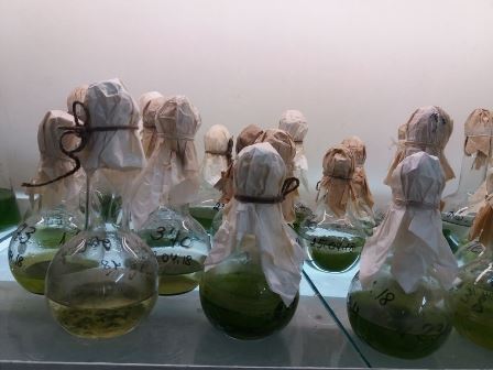 Cyanobacteria cultures in liquid medium