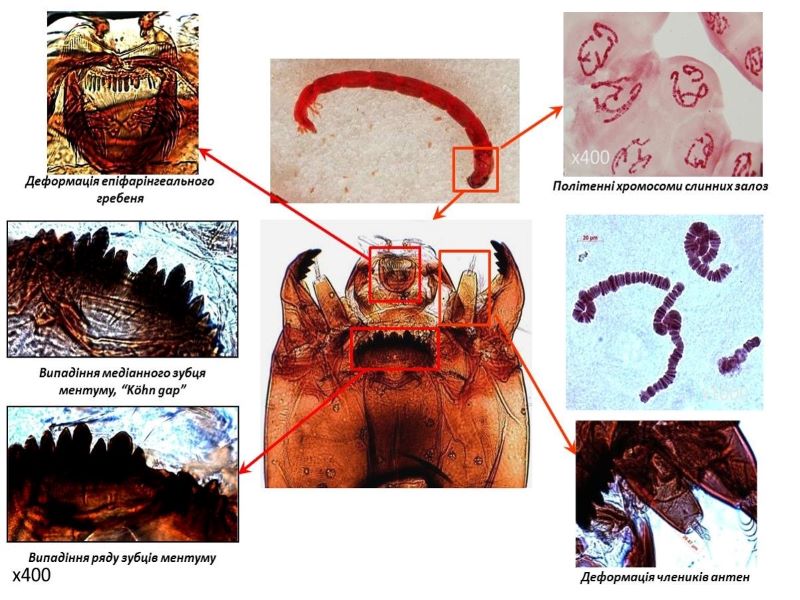Хітинові структури Chironomus riparius