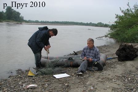 Річка Прут, 2010
