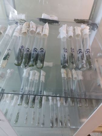 Cyanobacteria cultures on agar medium