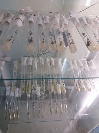 Green microalgae cultures on agar medium